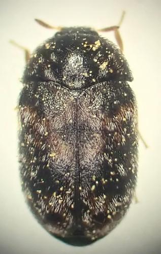 Trogoderma inclusum